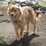 Our Big Beautiful Dog Tara