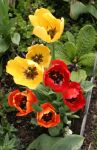 Yellow, Orange and Red Tulips