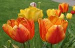 Yellow and Orange Tulips