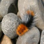 Insects