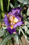 Yellow and Purple Iris