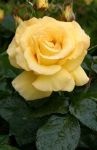 Yellow Rose