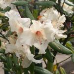 White Rhododendron