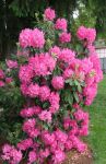 Pink Rhododendron