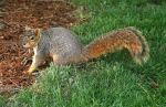 Red Squirrel