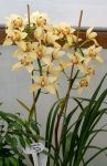 Yellow Cymbidium Orchid