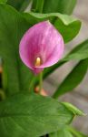 Pink Calla Lily