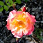 Pink and Yellow Rose