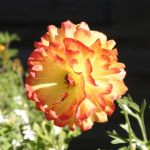 Yellow Rose with Red Edges