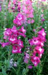 Foxglove