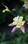 Columbine