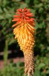 Red Hot Poker