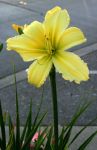 Yellow Day Lily