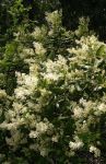 White Flowering Tree or Large Bush