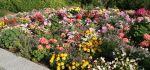 Colorful Flower Garden