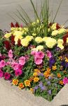 Colorful Planter with Assorted Flowers