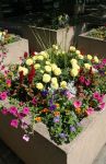 Colorful Planter with Assorted Flowers