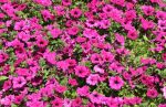 Purple Petunias