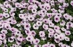 Pink Petunias