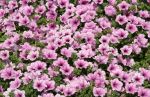 Pink Petunias