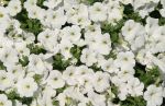 White Petunias