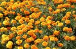 Yellow Marigolds