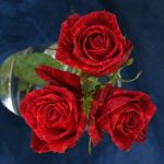 Red Roses