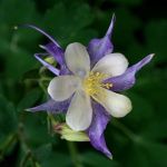 Columbine, Blue and White
