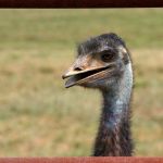 Ostrich Portrait