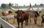 Cattle