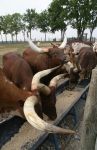 Watusi Cattle