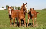 Horses