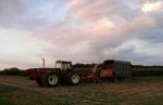Farmer Cutting Down Corn (or Maize)
