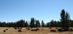 Buffalo Herd
