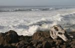 Waves on Rocks and Driftwood