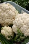 Produce at Market in Eugene, OR
