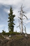 Trees on a Lava Flow in Oregon