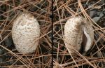 Odd White Mushrooms
