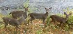 Black-tailed Deer