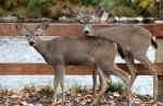 Black-tailed Deer