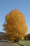 Fall Colors