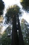 Coastal Redwood Trees