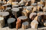 Petrified Wood