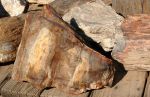Petrified Wood