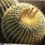 Golden Barrel Cactus