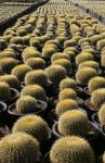Golden Barrel Cactus