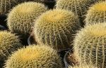 Golden Barrel Cactus