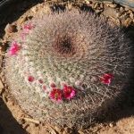 Barrel Cactus in Bloom