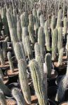 Baby Saguaro Cactus