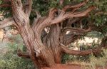 Juniper Tree